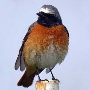 Zajedničke Redstart - lepo i korisno ptica
