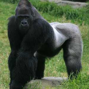 Gorilla: foto, težina. U kojima žive gorile?