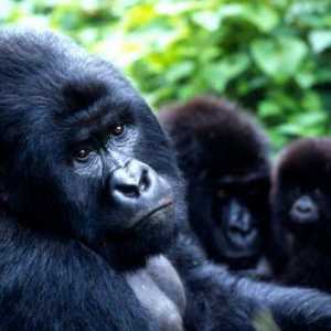 Mountain Gorilla: slike, opis