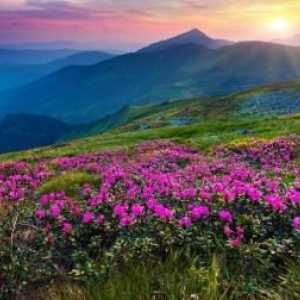 Mountain cvijeće: imena i karakteristike