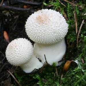 Kabanica gljiva: kako kuhati od toga ukusne