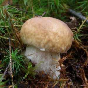 Gljive jestive i otrovne gljive - kako prepoznati? Glavne vrste otrovnih gljiva