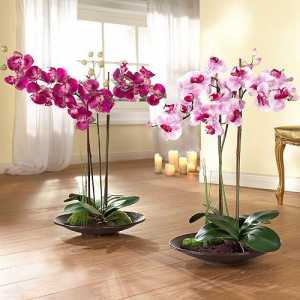 Phalaenopsis orhideje tla za potrebe?