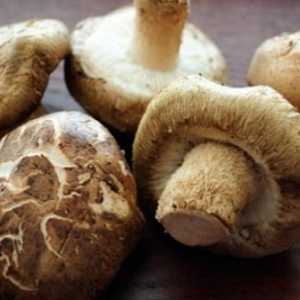 Black gljiva. Soljenje hladno i toplo