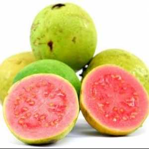 Guava - egzotičnog voća, i vrlo korisno