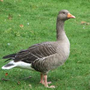 Grey Goose velika. Čuvanje i uzgoj pasmine