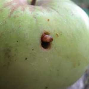 Caterpillar Na jabuka: metode borbe