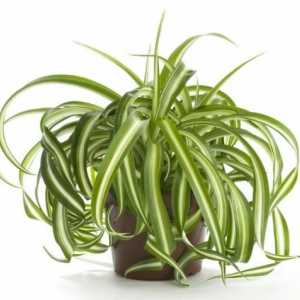 Chlorophytum: korisna svojstva nezahtevna biljka
