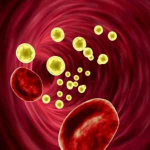 Holesterola u krvi: stopa za žene i muškarce