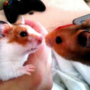 Hamsters: rock, kratak opis