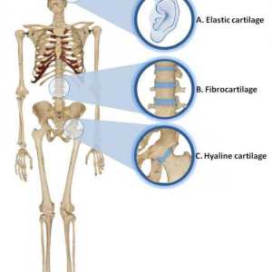 Hrskavice tkiva: funkcija i strukturne karakteristike