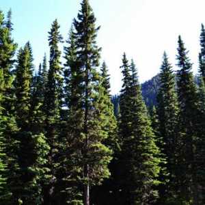 Crnogorične šume - izvor snažnog zdravlja