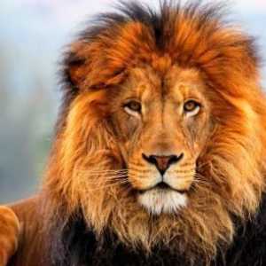 Ime lav: poreklo i značenje. Lav: Ime funkcija