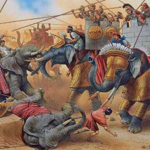 Indian rat slonova: opis, povijest i zanimljivosti