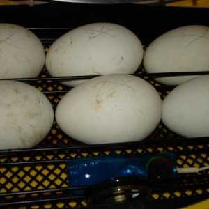 Inkubacija guska jaja u kući: uslovi i preporuke