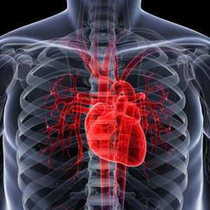 Inervacija srca. Klinički anatomija srca