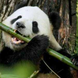 Zanimljivosti o pande koji će impresionirati mnoge