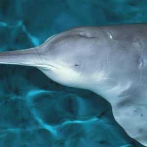 Ugrožene vrste: Kinezi rijeke delfin (baijiu)