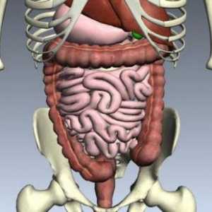 Koji su organi se ljudskom sistemu za varenje? Opis strukture i funkcije