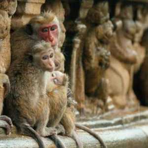 Mijenja hijerarhiju u majmuna. The Wonderful World of Primati