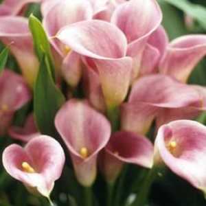 Exquisite calla - cvijet uzgajivači za pacijenta
