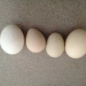 Jaje biserka: uzgoj ptica u kući