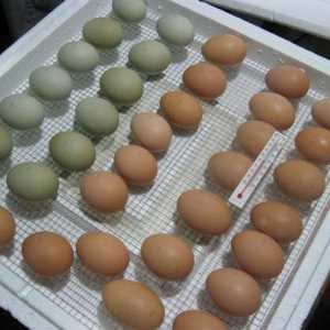 Rasplodnih jaja: zahtjevi, karakteristike, skladištenje
