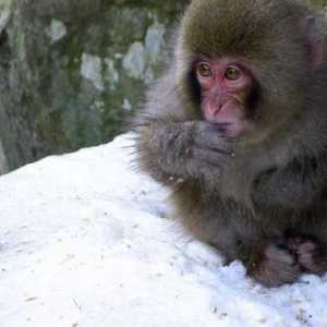 Japanski makaki (fotografija). Japanski snijeg makaki