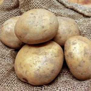 Vernalizacije krompir prije sadnje u zemlju