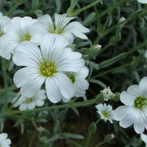 Cerastium tomentosum: sadnja, uzgoj i održavanje