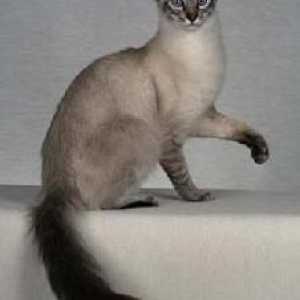 Javanski mačka ili javanski Cat