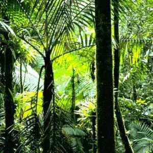 Ekvatorska šuma - pluća naše planete