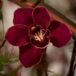Egzotične crvena orhideja gost