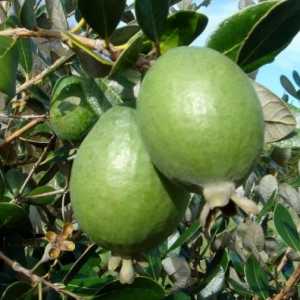 Egzotičnog voća feijoa. Korisni svojstva i kontraindikacije