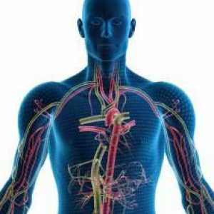 Endokrinog sistema - a ... endokrinih žlijezda
