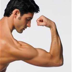 Endokrinologija: muški polni hormon