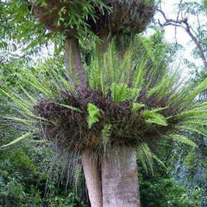 Epiphyte (biljka): šta je to i gdje raste