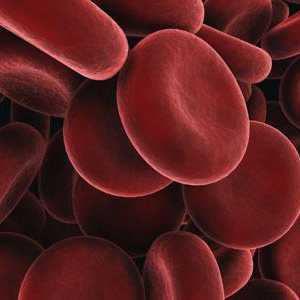 Crvena krvna zrnca se povećavaju u djeteta: koji su razlozi