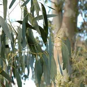 Eukaliptusa. Ljekovita svojstva jedinstvenog stabla
