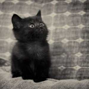 Zašto sanjati crne mace? Učimo!