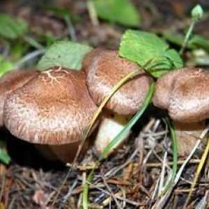 Kakav san da se okupe gljive u šumi? Šta sedativa?