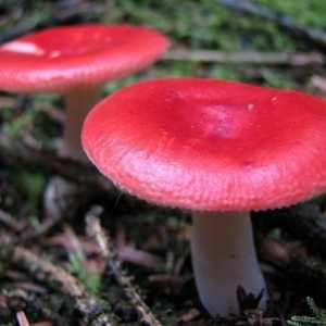 Kakav san da se okupe gljive? različita tumačenja