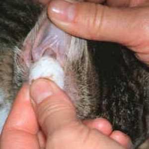 Kako čistiti uši mačića: uputstva za brižne vlasnike
