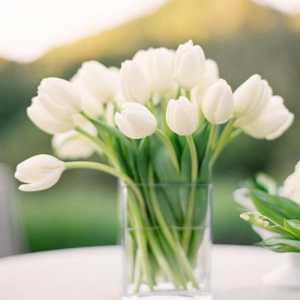 Koliko dugo zadržati tulipani u vazi: kako produžiti život cvijeće u buketu