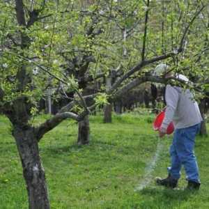 Kao što treba obaviti umjetno stabala jabuke?
