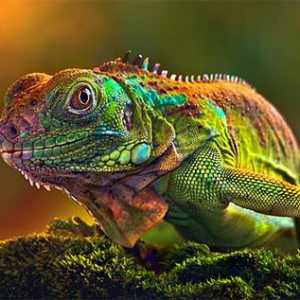 Kao kameleon mijenja boju, i šta to ovisi?