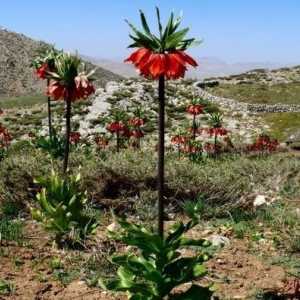 Kako i kada saditi Fritillaria imperialis?