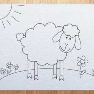 Kako nacrtati ovce. Crtanje faze