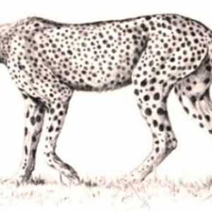 Kako nacrtati geparda? Zastupnici smo jak i brz zvijer