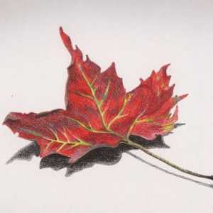 Kako nacrtati Maple Leaf sebe?